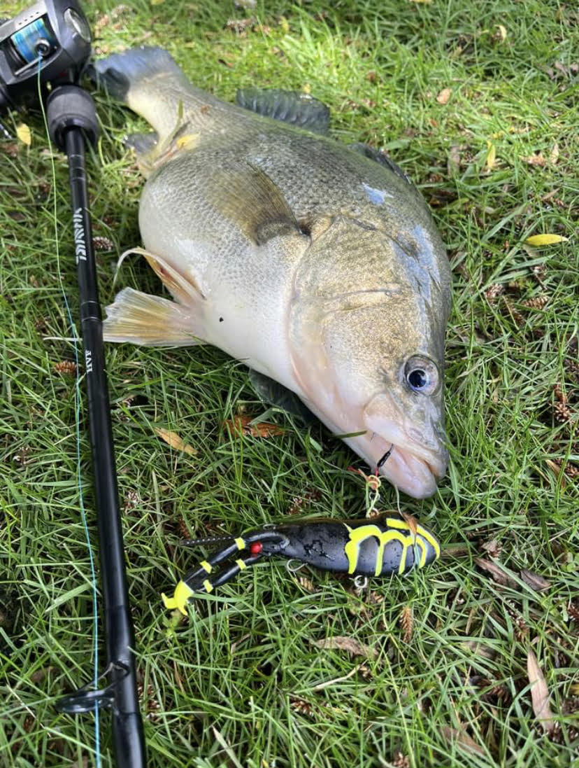 Redfin Perch Fishing  My Lures Selection at Lake Eppalock 